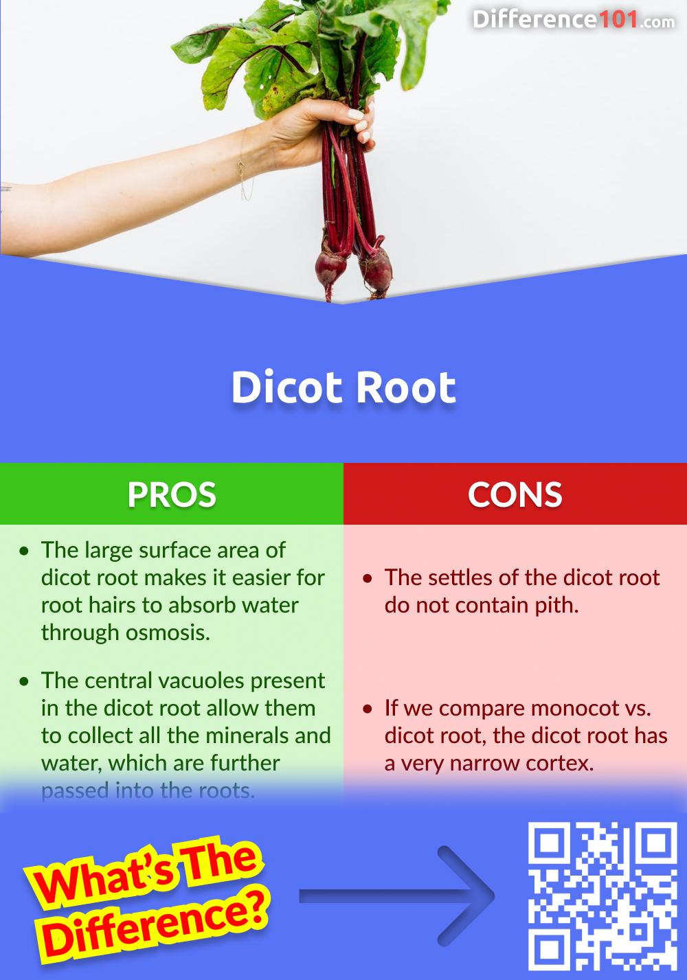 Dicot Root Pros and Cons