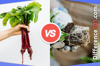 Dicot Root vs. Monocot Root: 8 Key Differences, Pros & Cons, Examples