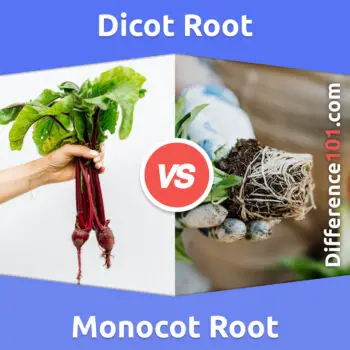 Dicot Root vs. Monocot Root: 8 Key Differences, Pros & Cons, Examples