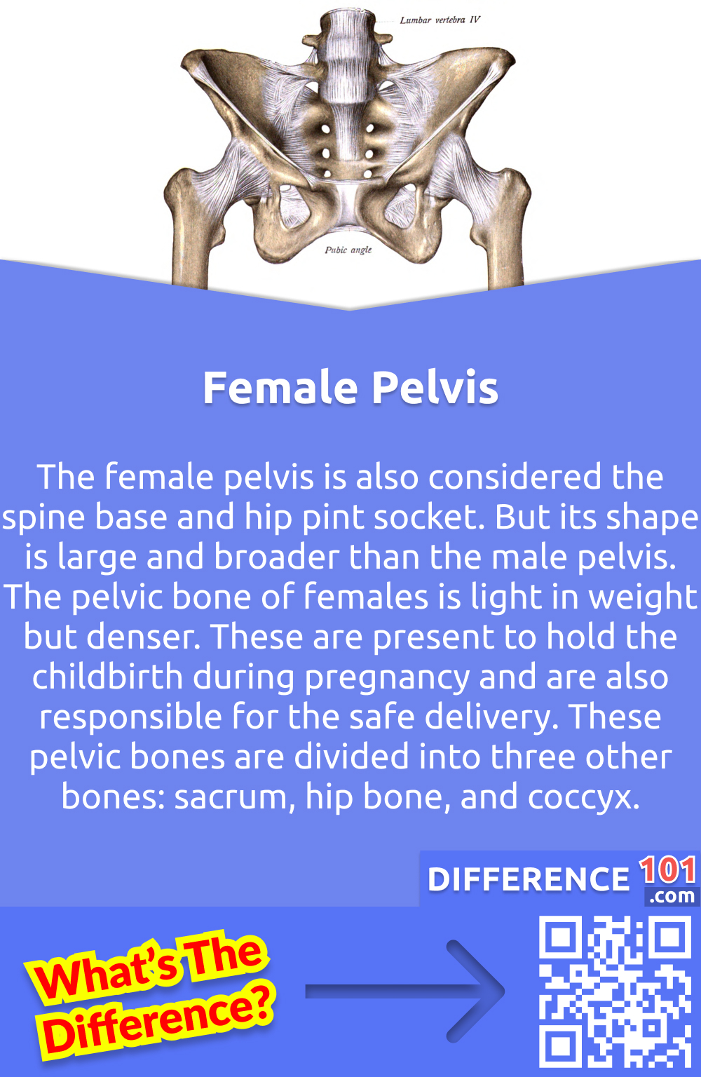 What Is the Female Pelvis? The female pelvis is also considered the spine base and hip pint socket. But its shape is large and broader than the male pelvis. The pelvic bone of females is light in weight but denser. These are present to hold the childbirth during pregnancy and are also responsible for the safe delivery. These pelvic bones are divided into three other bones: sacrum, hip bone, and coccyx. The sacrum bone is wider and shorter. The pelvic inlet has an oval shape. The pubic arch is wider and is greater than 90°.