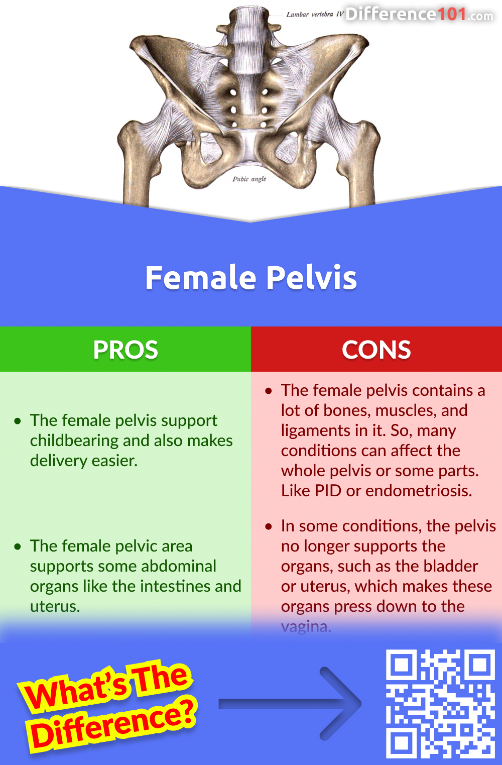 Male vs. Female Pelvis 6 Key Differences, Pros & Cons, Similarities