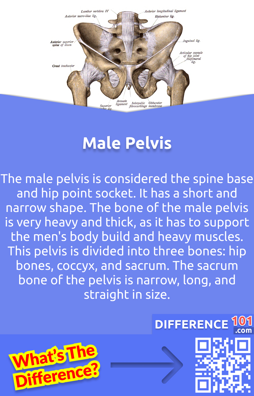 What Is The Male Pelvis? The male pelvis is considered the spine base and hip point socket. It has a short and narrow shape. The bone of the male pelvis is very heavy and thick, as it has to support the men's body build and heavy muscles. This pelvis is divided into three bones: hip bones, coccyx, and sacrum. The sacrum bone of the pelvis is narrow, long, and straight in size. The pelvic inlet of men is heart-shaped. And the pubic arch is V-shaped, with an angle of less than 90°. The coccyx of the male pelvis is immovable and located inwards, with less curved from the anterior side.