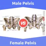 Male vs. Female Pelvis: 6 Key Differences, Pros & Cons, Similarities
