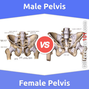 Male vs. Female Pelvis: 6 Key Differences, Pros & Cons, Similarities ...