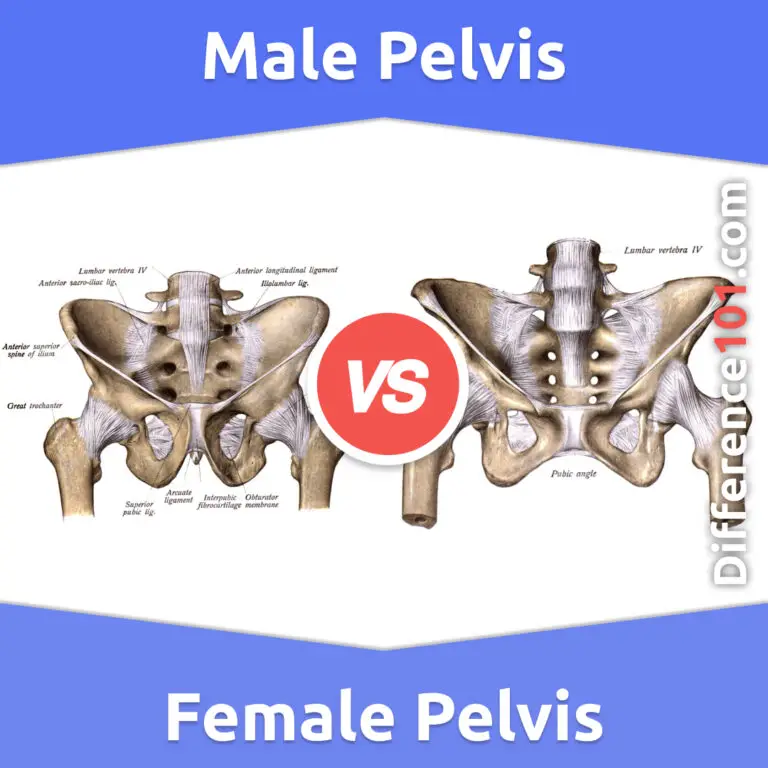 Difference Between Pelvis And Pelvic Girdle Youtube - vrogue.co