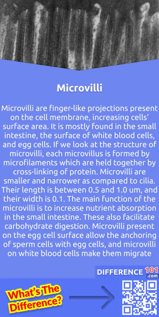 What is Microvilli? Microvilli are finger-like projections present on the cell membrane, increasing cells' surface area. It is mostly found in the small intestine, the surface of white blood cells, and egg cells. If we look at the structure of microvilli, each microvillus is formed by microfilaments which are held together by cross-linking of protein. Some bundling proteins like spin, violin, and fimbrin are involved in the cross-linking of this microfilament. Microvilli are smaller and narrower as compared to cilia. Their length is between 0.5 and 1.0 um, and their width is 0.1. The main function of the microvilli is to increase nutrient absorption in the small intestine. These also facilitate carbohydrate digestion. Microvilli present on the egg cell surface allow the anchoring of sperm cells with egg cells, and microvilli on white blood cells make them migrate.