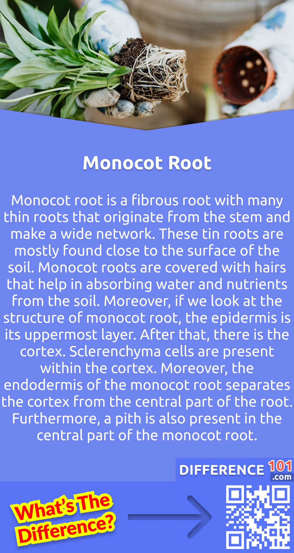 What Is Monocot Root? Monocot root is a fibrous root with many thin roots that originate from the stem and make a wide network. These tin roots are mostly found close to the surface of the soil. Monocot roots are covered with hairs that help in absorbing water and nutrients from the soil. Moreover, if we look at the structure of monocot root, the epidermis is its uppermost layer. After that, there is the cortex. Sclerenchyma cells are present within the cortex. Moreover, the endodermis of the monocot root separates the cortex from the central part of the root. Furthermore, a pith is also present in the central part of the monocot root.