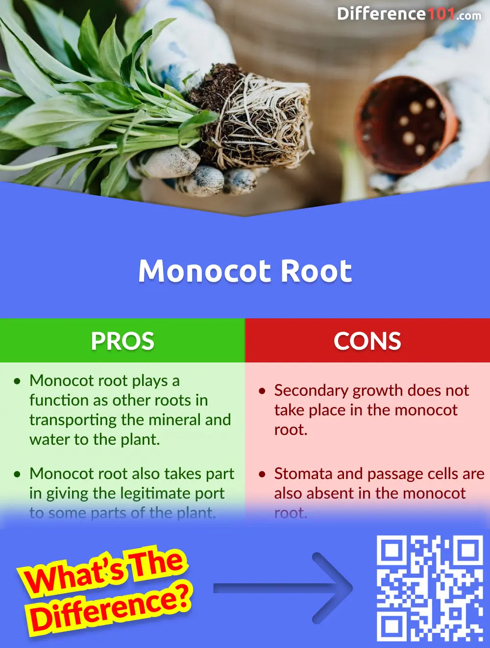 SOLUTION: Differences between dicot and monocot root - Studypool