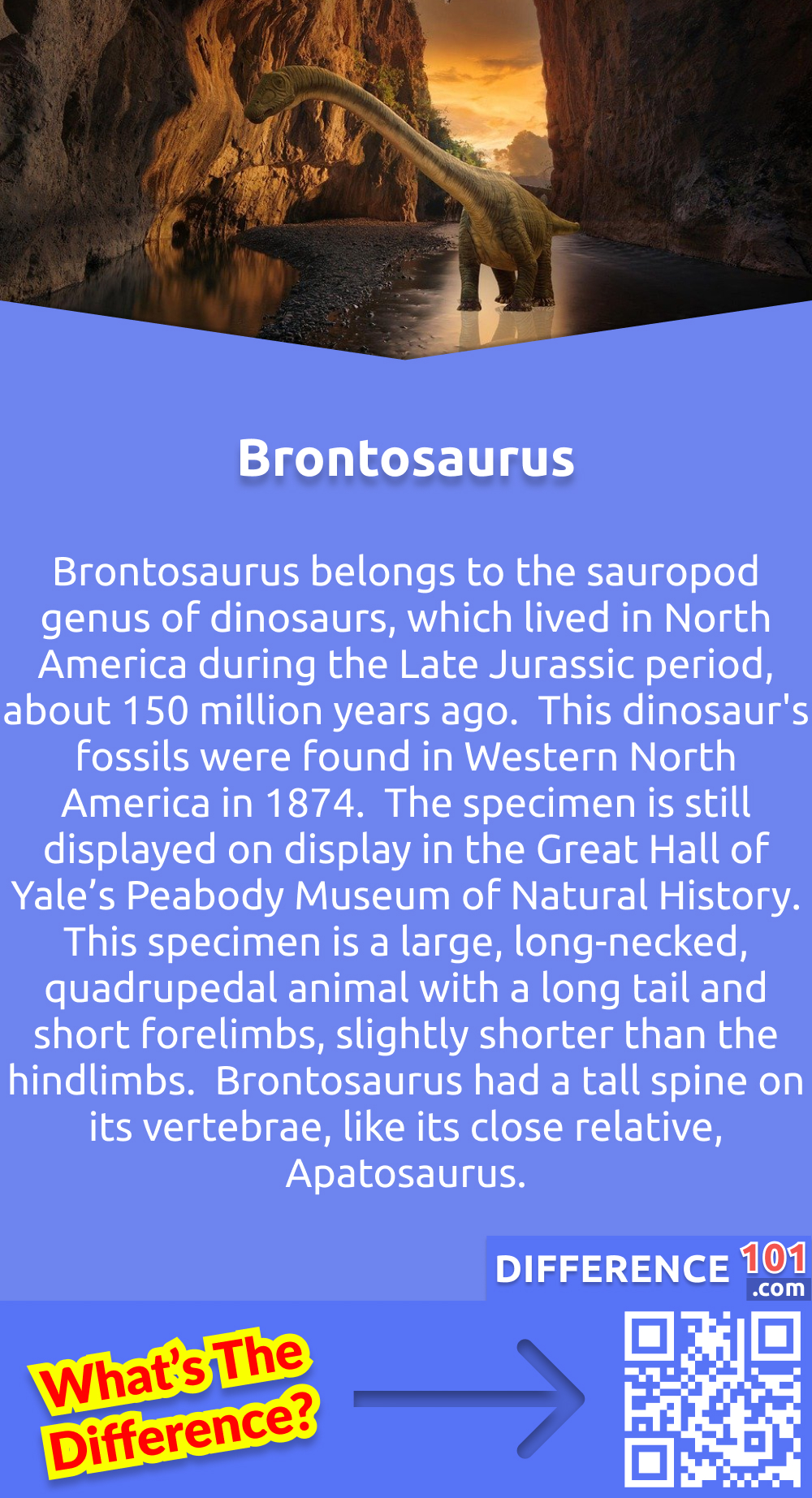 What Is Brontosaurus? Brontosaurus belongs to the sauropod genus of dinosaurs, which lived in North America during the Late Jurassic period, about 150 million years ago.  This dinosaur's fossils were found in Western North America in 1874.  The specimen is still displayed on display in the Great Hall of Yale’s Peabody Museum of Natural History. This specimen is a large, long-necked, quadrupedal animal with a long tail and short forelimbs, slightly shorter than the hindlimbs.  Brontosaurus had a tall spine on its vertebrae, like its close relative, Apatosaurus. Brontosaurus is a well-known dinosaur to be featured in films,  postage stamps, advertising, and many other media types. 