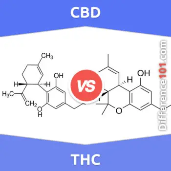 CBD vs. THC: 6 Key Differences, Pros & Cons, Examples