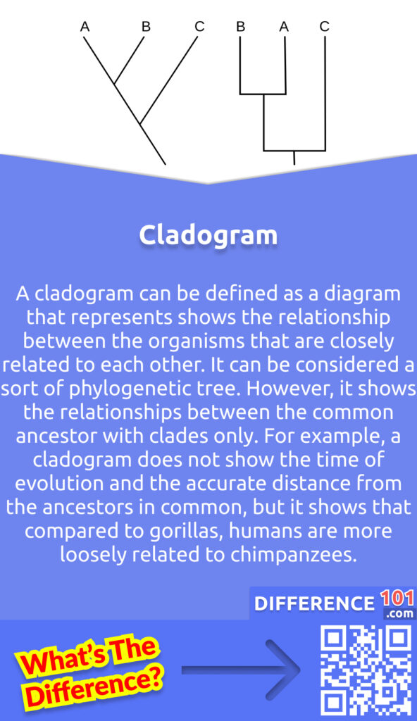 What Is A Cladogram? A cladogram can be defined as a diagram that represents shows the relationship between the organisms that are closely related to each other. It can be considered a sort of phylogenetic tree. However, it shows the relationships between the common ancestor with clades only. For example, a cladogram does not show the time of evolution and the accurate distance from the ancestors in common, but it shows that compared to gorillas, humans are more loosely related to chimpanzees. A cladogram is a tree-like diagrammatic representation that can best be drawn using lines. Each node of a cladogram represents two groups splitting from an ancestor in common. At the ends of the lines, clades are summarized, and the members of a unique clade share some similar characteristics. Instead of morphological characteristics, clades are built using molecular differences. However, the construction of cladograms can also be done using the correct behavioral and morphological data. A clade can be considered a group of organisms that comprises all the evolutionary descendants from an ancestor in common. A cladogram can not depict the change in evolution in the group. It also cannot indicate the genetic distance or the time of evolution. At the end of every branch of the cladogram, there is a clade. It begins with the last ancestor in common. Usually, on the morphological characters, Cladograms are formed.