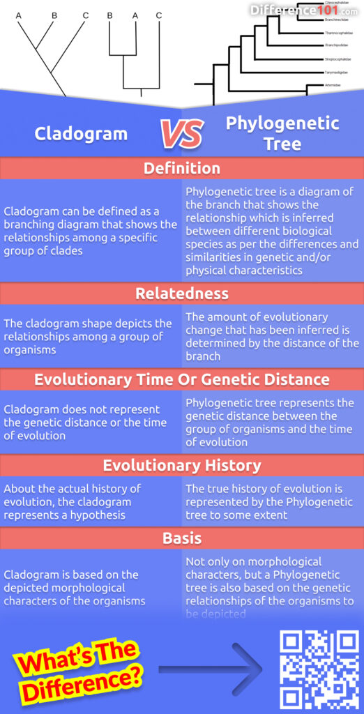 What are the differences between a cladogram and a phylogenetic tree? These two diagrams are used to show the relationships between different groups of organisms, but they each have their own unique features. Read more here