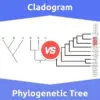 Cladogram vs. Phylogenetic Tree: 5 Key Differences, Description