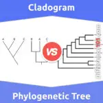 Cladogram vs. Phylogenetic Tree: 5 Key Differences, Description