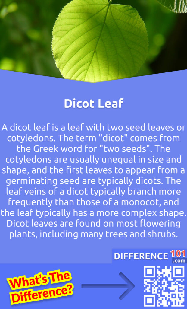What Is Dicot Leaf? A dicot leaf is a leaf with two seed leaves or cotyledons. The term "dicot" comes from the Greek word for "two seeds". The cotyledons are usually unequal in size and shape, and the first leaves to appear from a germinating seed are typically dicots. The leaf veins of a dicot typically branch more frequently than those of a monocot, and the leaf typically has a more complex shape. Dicot leaves are found on most flowering plants, including many trees and shrubs.