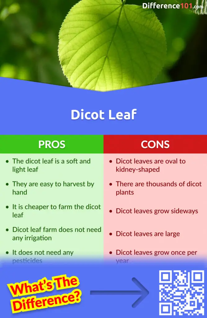 Dicot Leaf Pros & Cons