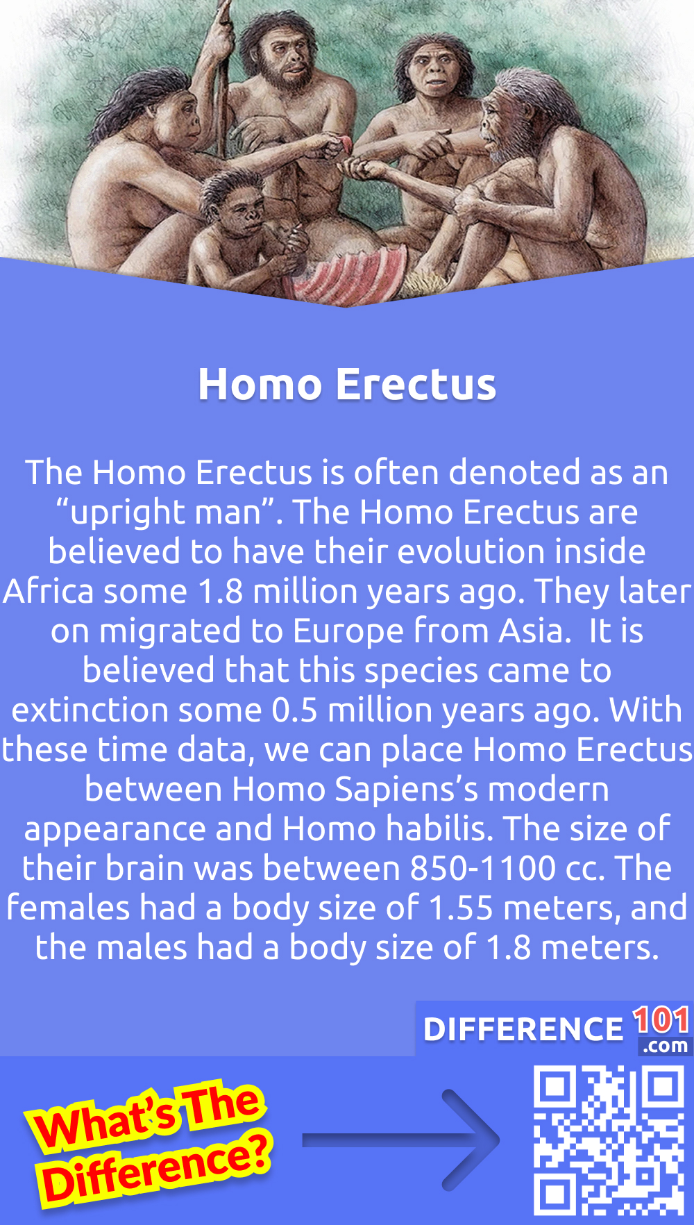 Who is Homo Erectus? The Homo Erectus is often denoted as an “upright man”. The Homo Erectus are believed to have their evolution inside Africa some 1.8 million years ago. They later on migrated to Europe from Asia.  It is believed that this species came to extinction some 0.5 million years ago. With these time data, we can place Homo Erectus between Homo Sapiens’s modern appearance and Homo habilis. The size of their brain was between 850-1100 cc. The females had a body size of 1.55 meters, and the males had a body size of 1.8 meters.