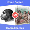 Homo Erectus vs. Homo Sapien: 14 Key Differences, Description, Similarities