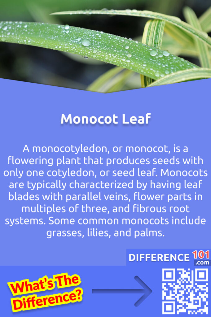 What Is Monocot Leaf? A monocotyledon, or monocot, is a flowering plant that produces seeds with only one cotyledon, or seed leaf. Monocots are typically characterized by having leaf blades with parallel veins, flower parts in multiples of three, and fibrous root systems. Some common monocots include grasses, lilies, and palms.
