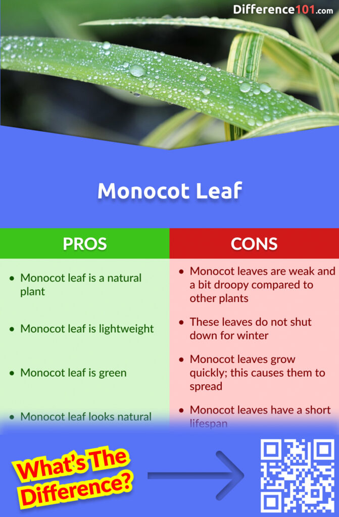 Monocot Leaf Pros & Cons