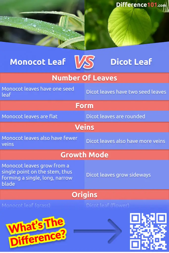 What are the differences between monocot and dicot leaves? What are the pros and cons of each? Learn more about the similarities and distinct characteristics of monocot and dicot leaves.