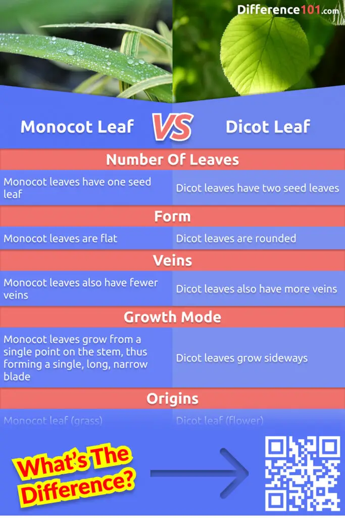 What Are The Similarities And Differences Between Monocot And Dicot ...