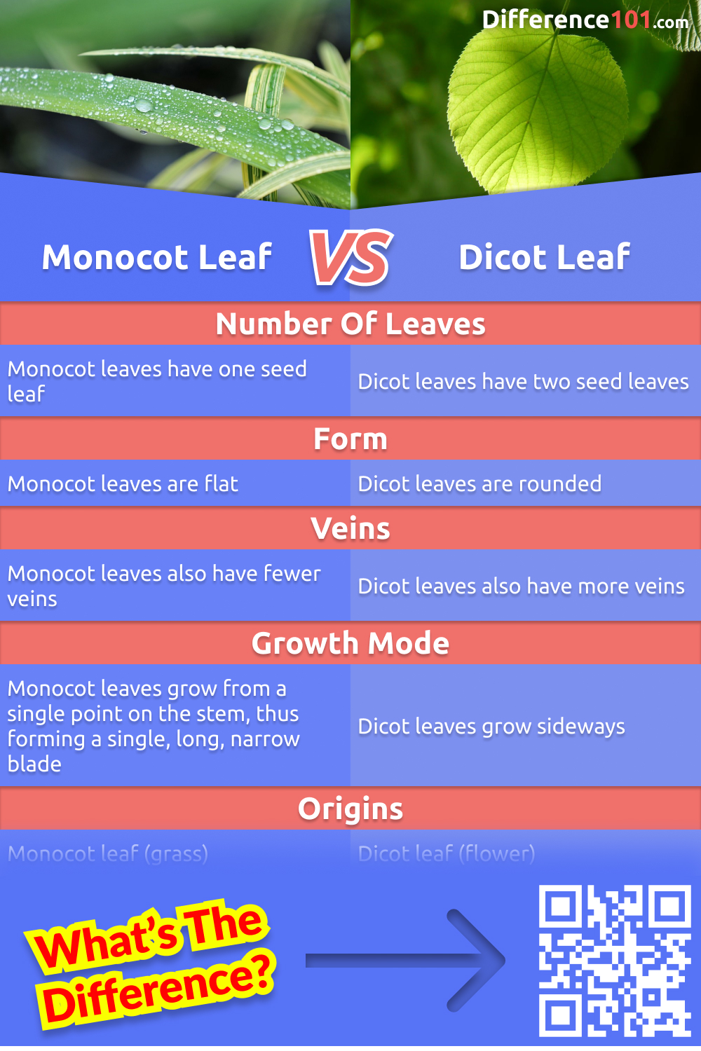 Monocot Leaf vs. Dicot Leaf: 7 Key Differences, Pros & Cons ...