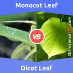 Monocot Leaf vs. Dicot Leaf: 7 Key Differences, Pros & Cons, Similarities