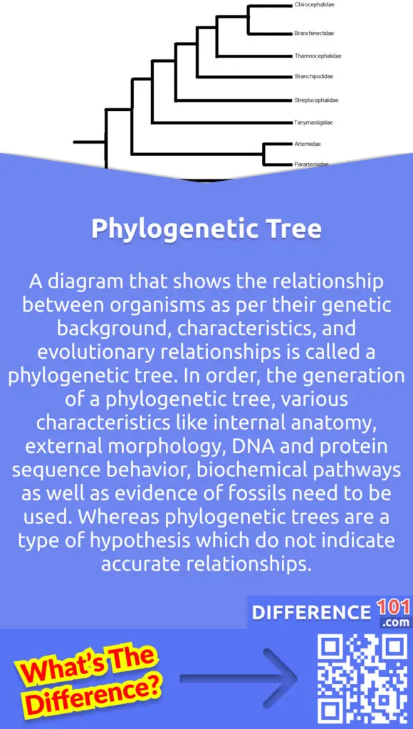 What Is A Phylogenetic Tree? The study of the Phylogenetic tree is useful to get the answers to different problems in biological evolution, like the relationship between the origin and survival of the species, patterns of migration of species, the spread of viral infections, etc. Some advanced molecular and biological techniques help biologists for the evaluation of phylogenetic relationships between organisms concerning the change in the evolution of the organisms. A diagram that shows the relationship between organisms as per their genetic background, characteristics, and evolutionary relationships is called a phylogenetic tree. In comparison to a cladogram, the phylogenetic tree imparts some more value when we discuss the relationships of organisms in a better way concerning their evolution and ancestors. Biologists analyze various characteristics of organisms with the use of various analytical tools like distance, parsimony, bayesian methods, likelihood, etc. They have the consideration of many organisms’ characteristics, like the inclusion of anatomical, morphological, biochemical, behavioral, fossil, and molecular characteristics for the construction of phylogenetic trees. In order, the generation of a phylogenetic tree, various characteristics like internal anatomy, external morphology, DNA and protein sequence behavior, biochemical pathways as well as evidence of fossils need to be used. Whereas phylogenetic trees are a type of hypothesis which do not indicate accurate relationships. The data that is obtained from the sequencing of DNA enhances the reliability of the relationships inside the tree.