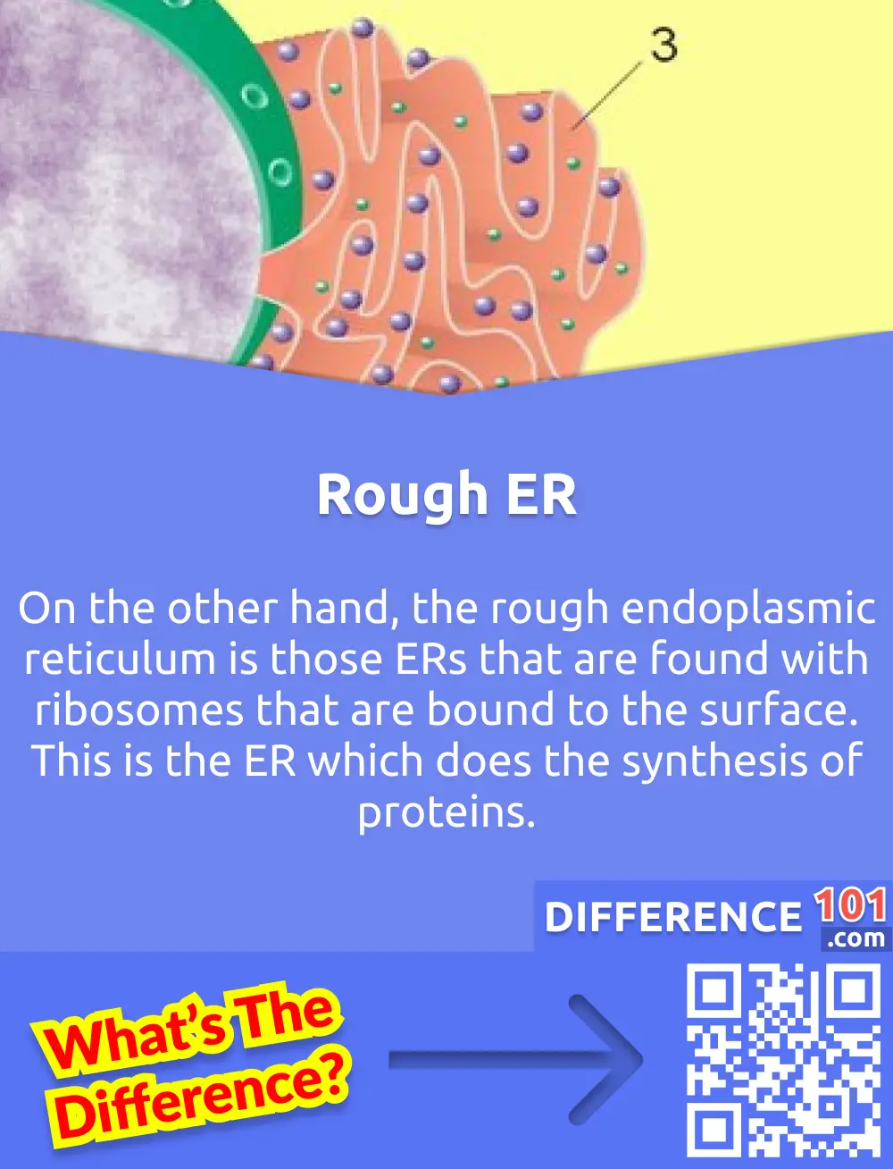 What is Rough Endoplasmic Reticulum? On the other hand, the rough endoplasmic reticulum is those ERs that are found with ribosomes that are bound to the surface. This is the ER which does the synthesis of proteins.