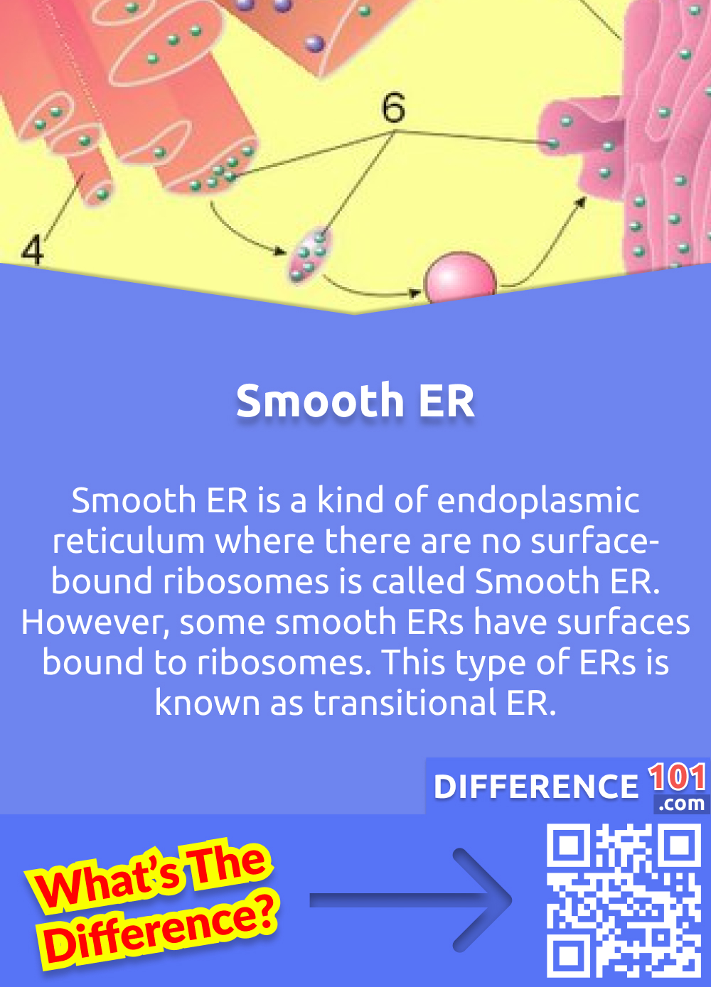 What Is Smooth Endoplasmic Reticulum? Smooth ER is a kind of endoplasmic reticulum where there are no surface-bound ribosomes is called Smooth ER. However, some smooth ERs have surfaces bound to ribosomes. This type of ERs is known as transitional ER.