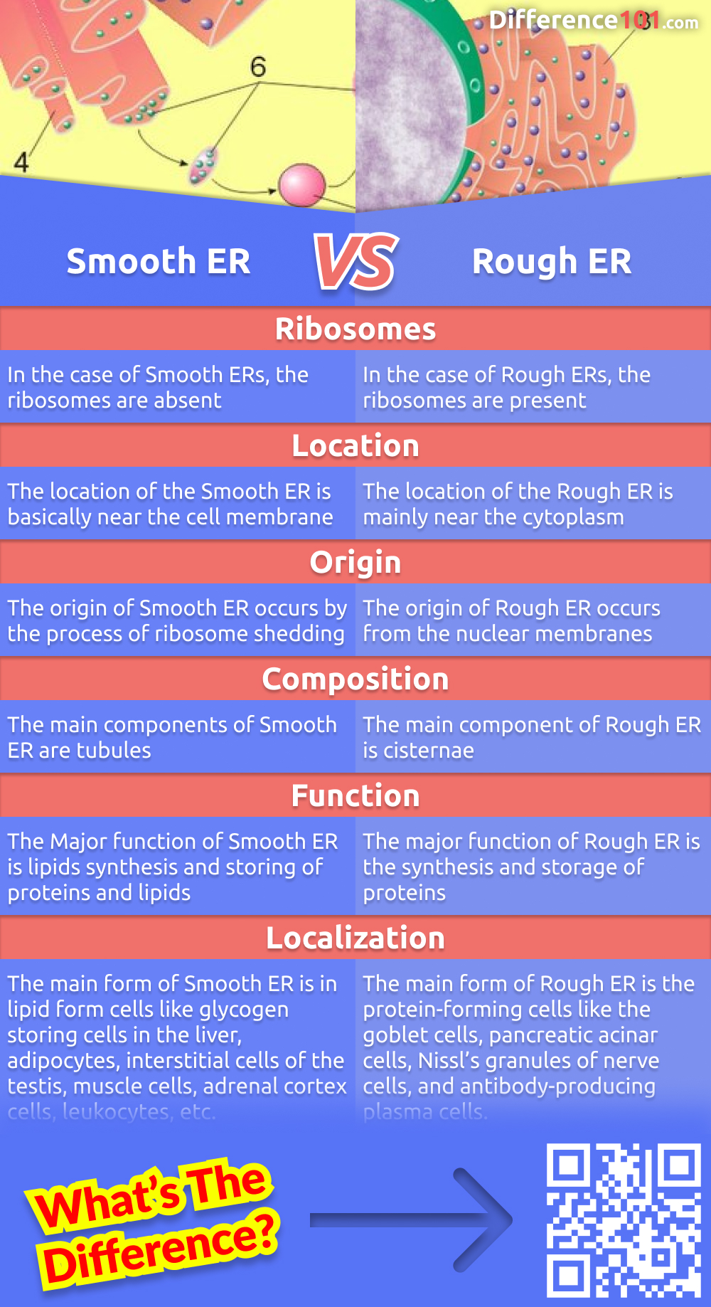 Do you know the difference between the smooth and rough endoplasmic reticulum? Check out this article to learn about the structure, functions of each type of ER and their key differences.