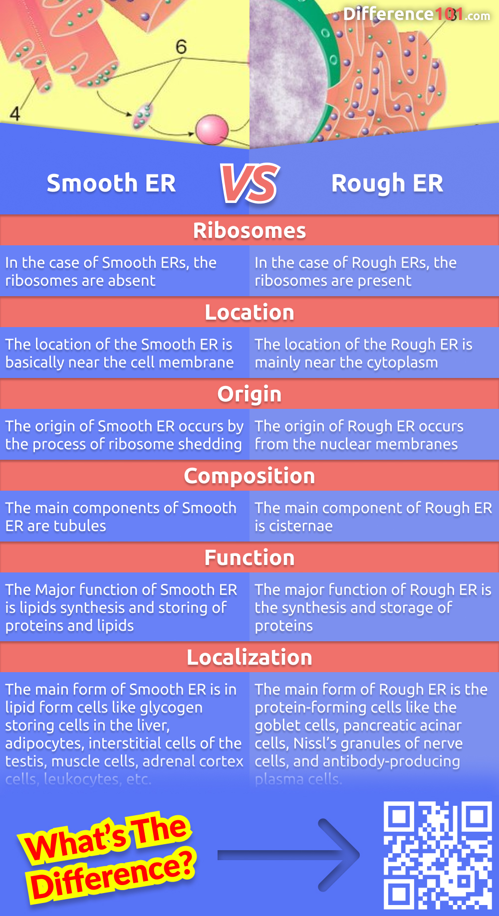 Smooth Endoplasmic Reticulum Model