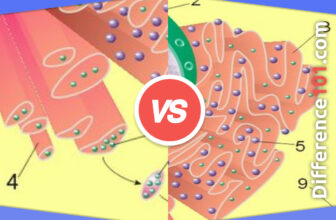 Smooth vs. Rough Endoplasmic Reticulum: 6 Key Differences, Structure, Functions