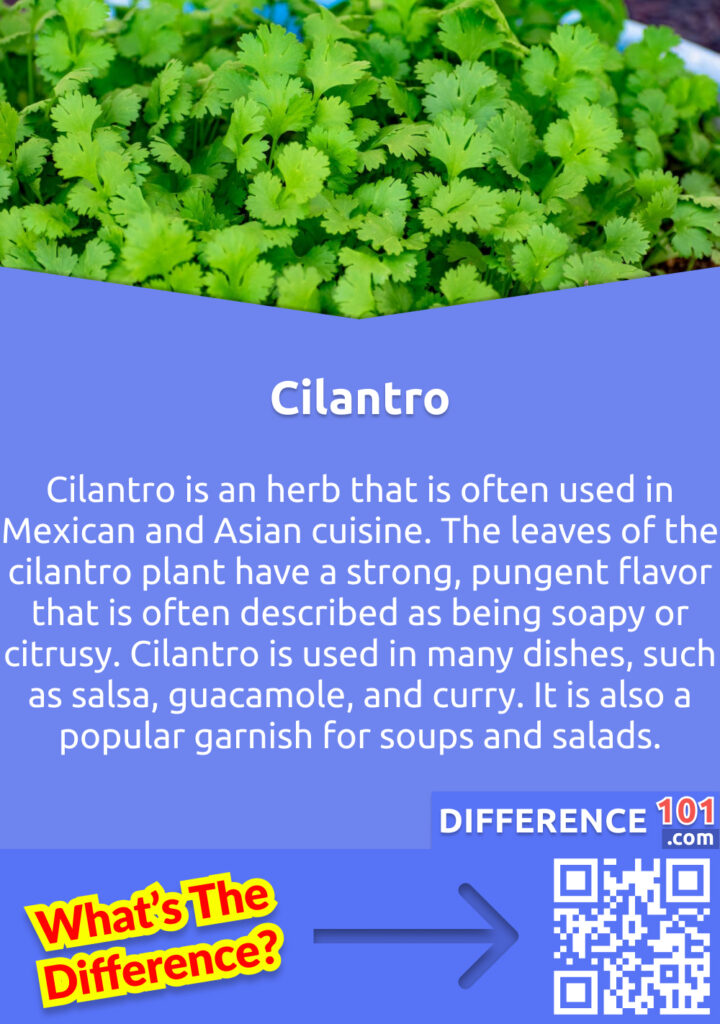O que é Cilantro? O Cilantro é uma erva que é muito utilizada na cozinha mexicana e asiática. As folhas da planta do coentro têm um sabor forte e pungente que é muitas vezes descrito como sendo ensaboado ou cítrico. O cilantro é usado em muitos pratos, como salsa, guacamole e caril. É também um adorno popular para sopas e saladas.