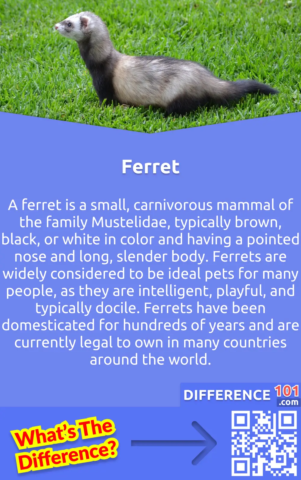 What Is Ferret? A ferret is a small, carnivorous mammal of the family Mustelidae, typically brown, black, or white in color and having a pointed nose and long, slender body. Ferrets are widely considered to be ideal pets for many people, as they are intelligent, playful, and typically docile. Ferrets have been domesticated for hundreds of years and are currently legal to own in many countries around the world.