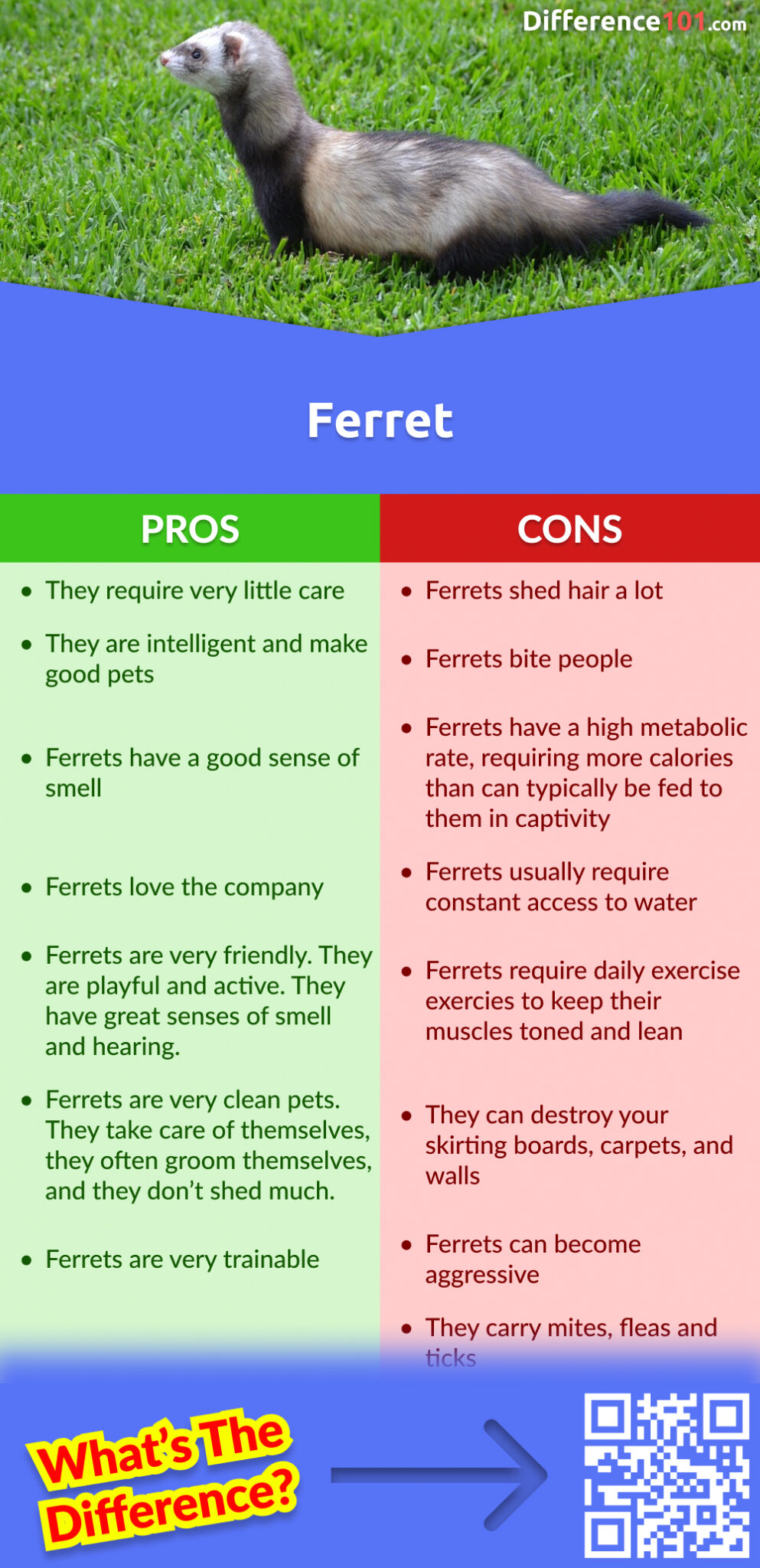Ferret Pros & Cons