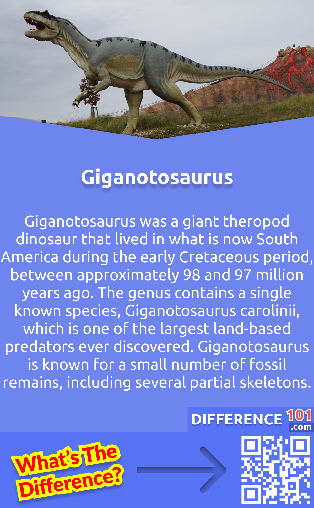 Qu'est-ce que le Giganosaurus ? Le Giganotosaurus était un dinosaure théropode géant qui vivait dans ce qui est aujourd'hui l'Amérique du Sud au début du Crétacé, entre 98 et 97 millions d'années environ. Le genre contient une seule espèce connue, le Giganotosaurus carolinii, qui est l'un des plus grands prédateurs terrestres jamais découverts. Le Giganotosaurus est connu pour un petit nombre de restes fossiles, dont plusieurs squelettes partiels.