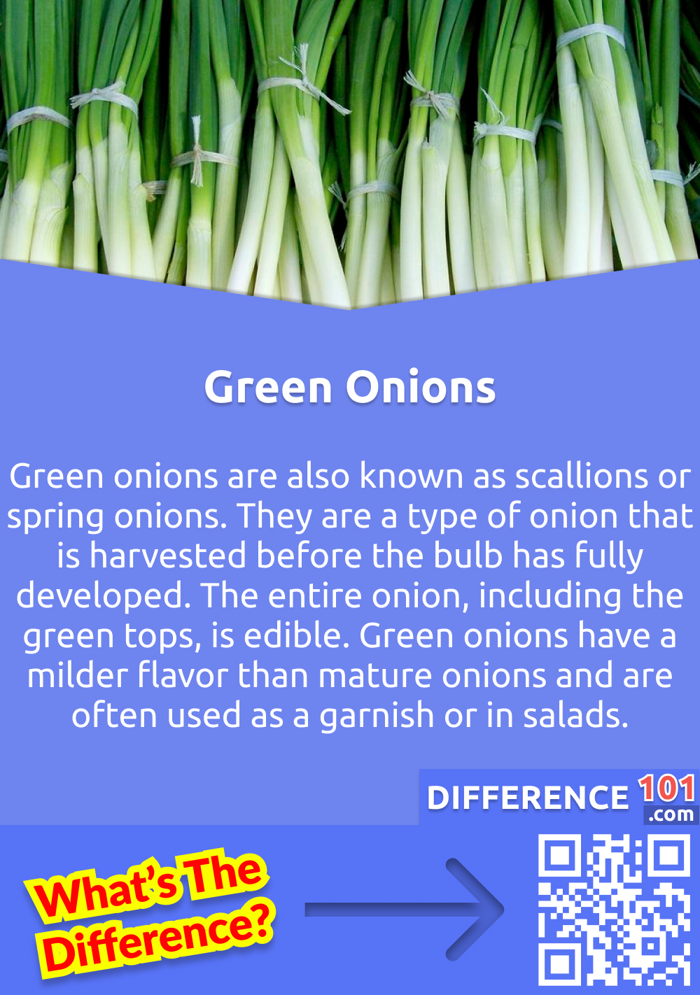 Qu'est-ce que les oignons verts ? Les oignons verts sont également connus sous le nom d'oignons verts ou oignons de printemps. Il s'agit d'un type d'oignon qui est récolté avant que le bulbe ne soit complètement développé. L'oignon entier, y compris les fanes vertes, est comestible. Les oignons verts ont une saveur plus douce que les oignons adultes et sont souvent utilisés comme garniture ou dans les salades.