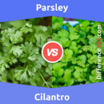 Parsley vs. Cilantro: Key Differences, Pros & Cons, Similarities