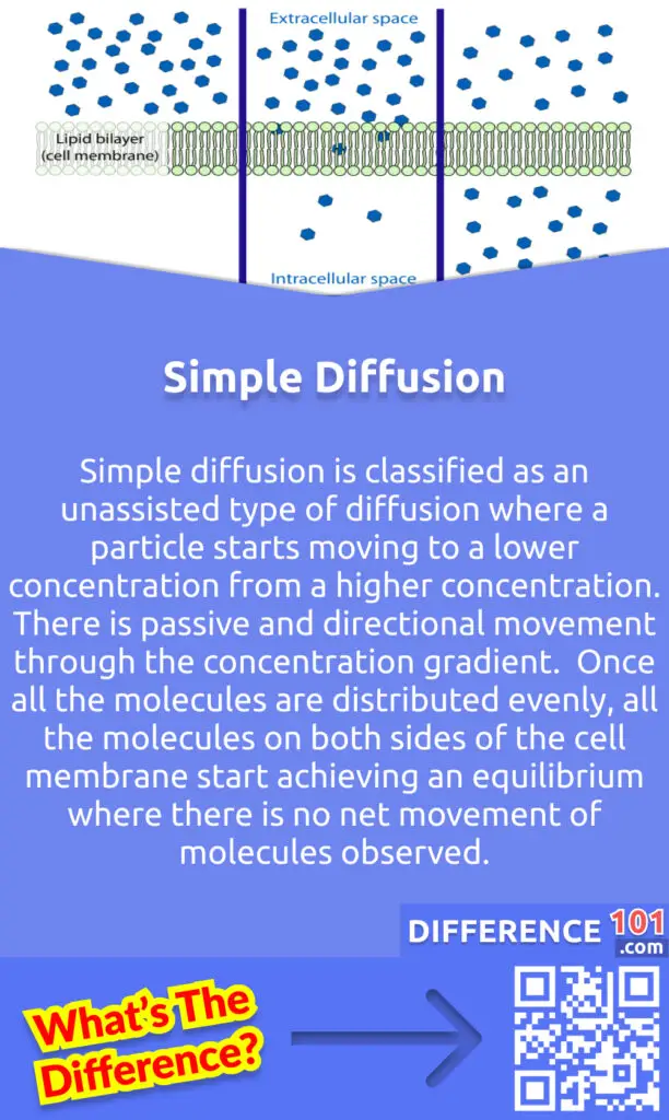 What Is Simple Diffusion? Simple diffusion is classified as an unassisted type of diffusion where a particle starts moving to a lower concentration from a higher concentration. There is passive and directional movement through the concentration gradient.  Once all the molecules are distributed evenly, all the molecules on both sides of the cell membrane start achieving an equilibrium where there is no net movement of molecules observed. 