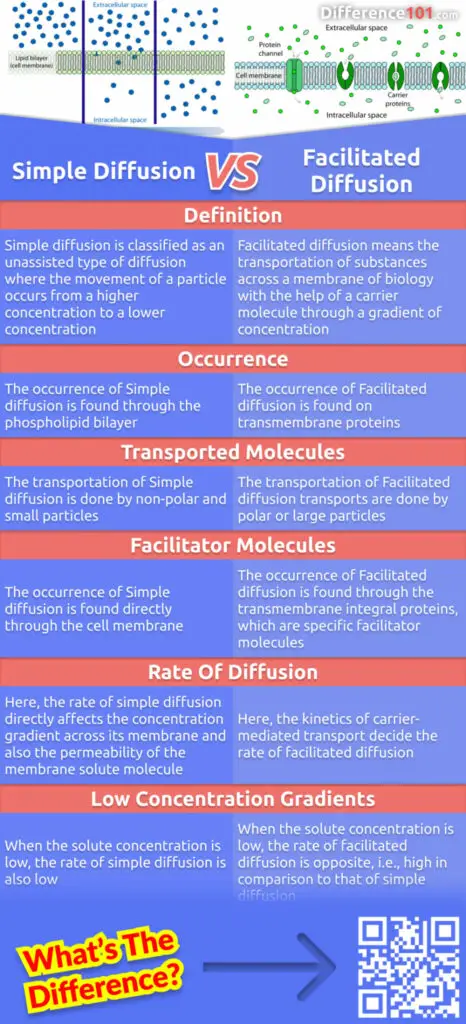 What are the differences between simple diffusion and facilitated diffusion? What are some examples of each? Read on to learn more about the key distinctions between these two important processes.