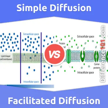 Simple Diffusion vs. Facilitated Diffusion: 6 Key Differences, Examples, Similarities