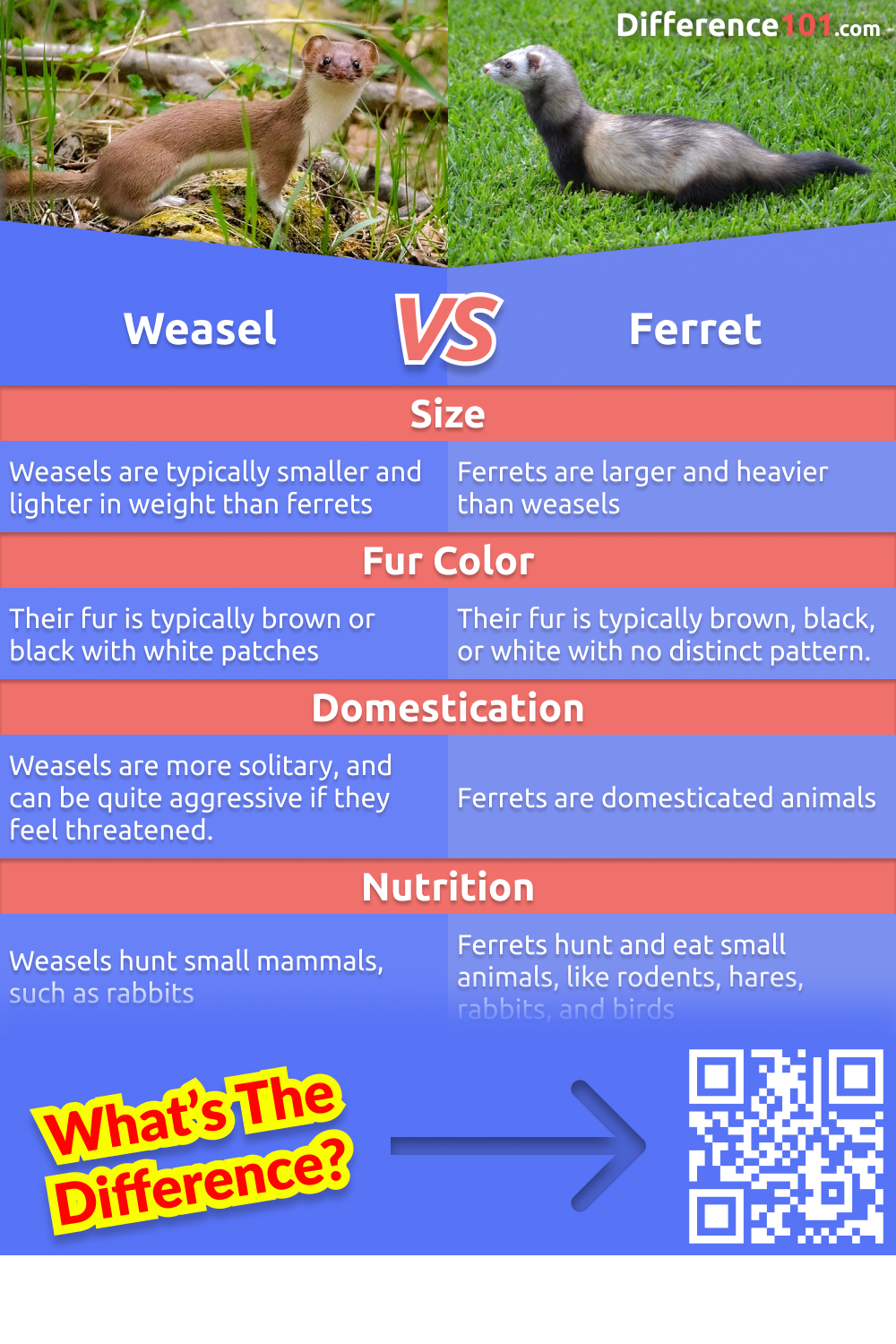 Weasels and ferrets are often confused for one another, but there are a few differences between the two animals. In this article, we'll explore the pros and cons of each animal and their key differences.