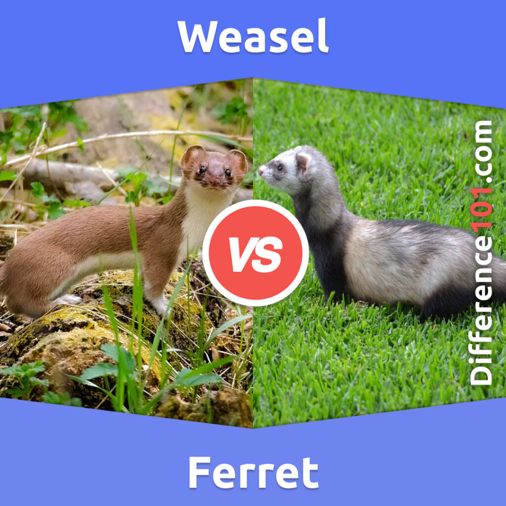 Weasel vs. Ferret: Key Differences, Pros & Cons, Similarities ...