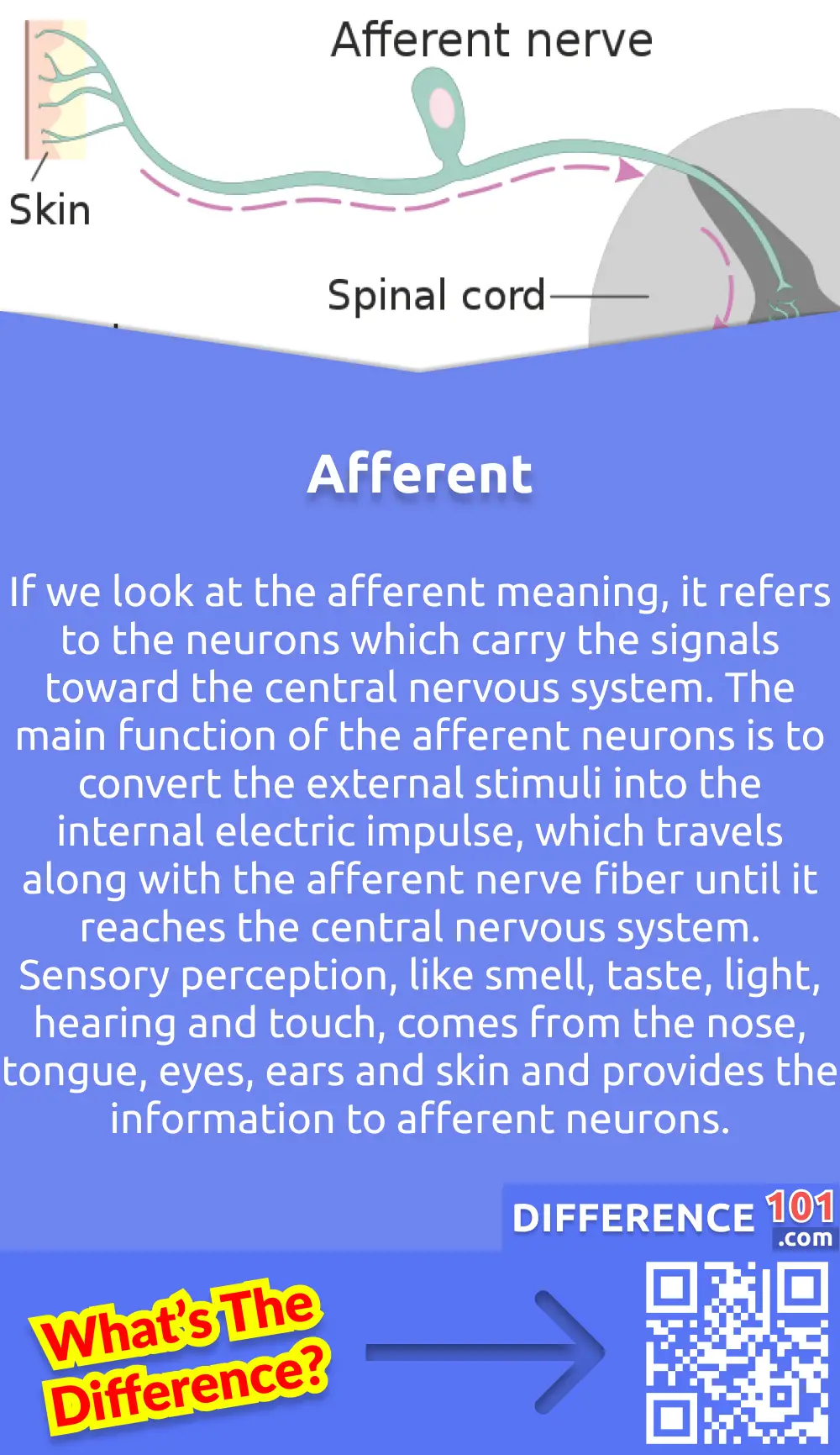 What Is Afferent? If we look at the afferent meaning, it refers to the neurons which carry the signals toward the central nervous system. The main function of the afferent neurons is to convert the external stimuli into the internal electric impulse, which travels along with the afferent nerve fiber until it reaches the central nervous system. Sensory perception, like smell, taste, light, hearing and touch, comes from the nose, tongue, eyes, ears and skin and provides the information to afferent neurons. For example, in the case of light, the sensory signals are gathered from the cone cells and rod of the eye's retina, and then these nerve impulses are carried by the efferent neurons of the eyes to the brain. On the other hand, the afferent neurons of the nose are stimulated by smell, and they carry the nerve impulse to the brain.  