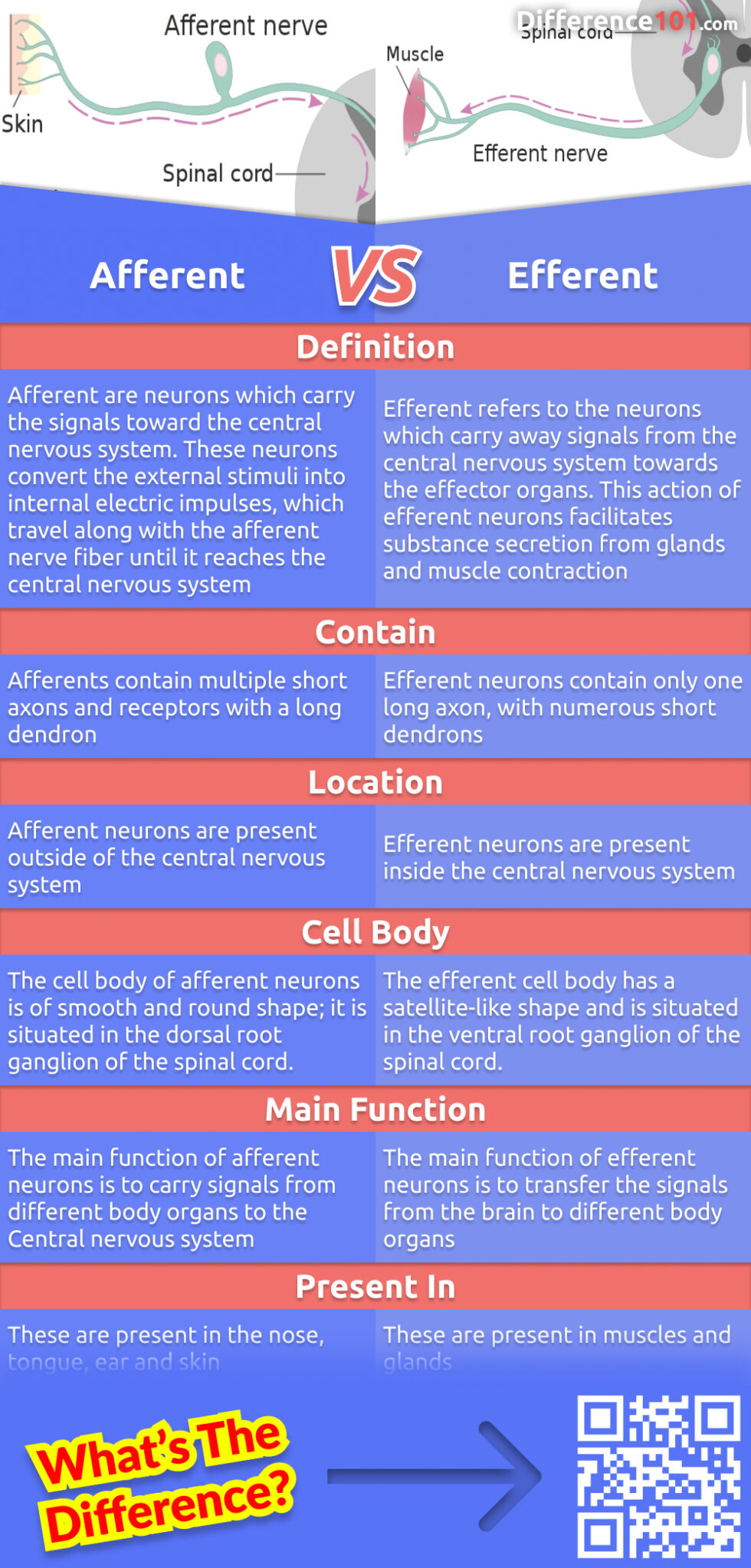 What is the difference between afferent and efferent? And what are the pros and cons of each? Read on to learn more about these two types of neurons and how they compare.