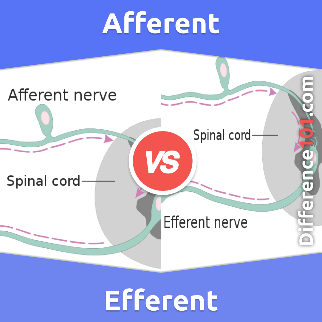 What Is The Difference Between Afferent And Efferent Neurons Quizlet