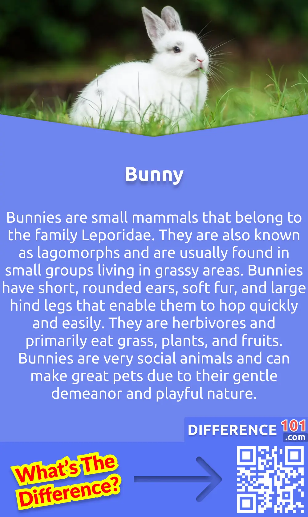 Bunny vs. Rabbit: 5 Key Differences, Pros & Cons, Similarities | Difference  101