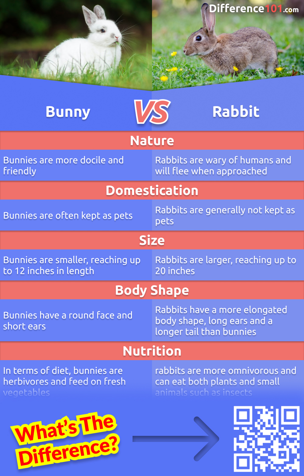 We all know that bunnies and rabbits are two different animals, but what are the differences between them? In this article, we'll compare the two and discuss the pros and cons of each. Read more here.